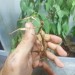 Extatosoma Tiaratum