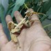 Extatosoma Tiaratum