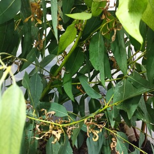 Extatosoma Tiaratum