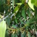 Extatosoma Tiaratum
