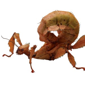 Extatosoma Tiaratum