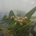 Extatosoma Tiaratum