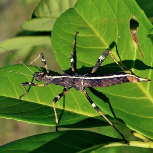 Sungaya Inexpectata
