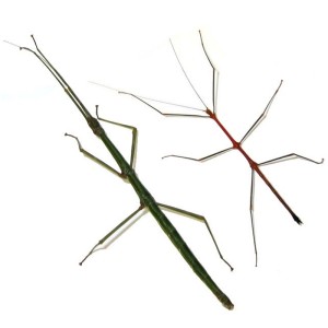 Lonchodiodes Sp "Ilocos"