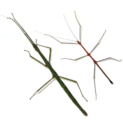 Lonchodiodes Sp "Ilocos"