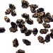 Lonchodiodes Sp "Ilocos"