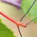 Lonchodiodes Sp "Ilocos"