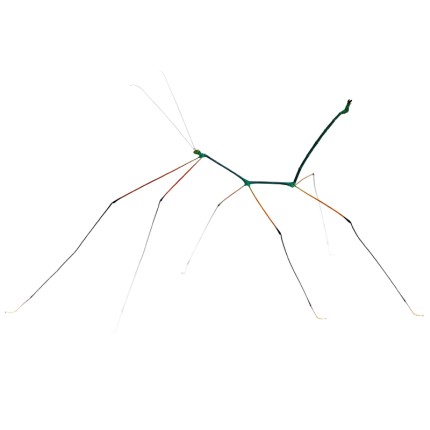 Ramulus Nematodes