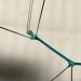 Ramulus Nematodes
