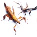 Extatosoma Tiaratum