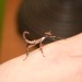 Extatosoma Tiaratum