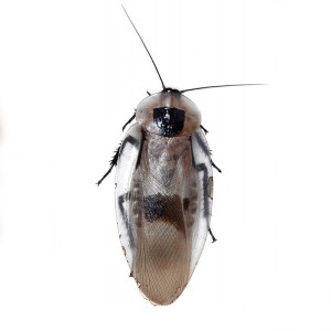 > Blaberus Atropos "Trinidad"