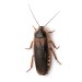 Blaptica Dubia