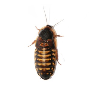 > Blaptica Dubia