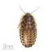 > Blaptica Dubia
