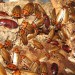 > Eublaberus Posticus