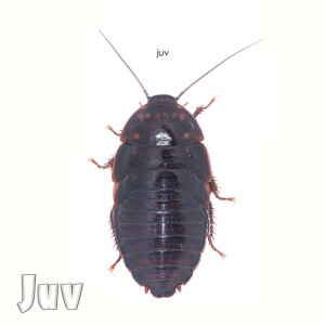 > Eublaberus Posticus