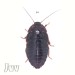 > Eublaberus Posticus