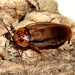> Eublaberus Posticus
