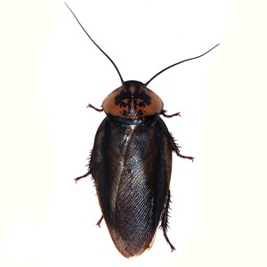 > Eublaberus Posticus