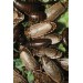 > Lobster Nauphoeta Cinerea