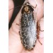 > Lobster Nauphoeta Cinerea