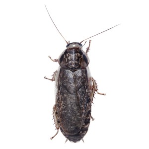 > Lobster Nauphoeta Cinerea