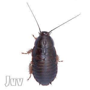 > Lobster Nauphoeta Cinerea