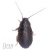 > Lobster Nauphoeta Cinerea