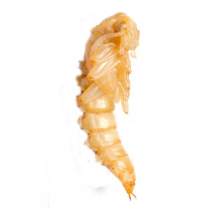 Palembus Ocularis - Fıstık Böceği