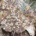 + Trichorhina Tomentosa