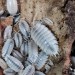+ Porcellio Leavis ''White''