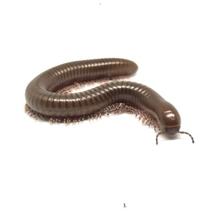 + Telodeinopus Aoutii