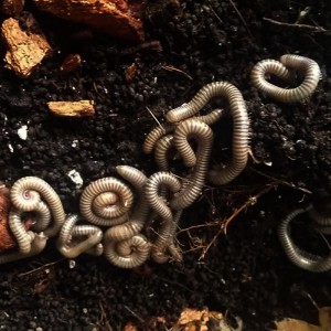 + Telodeinopus Aoutii