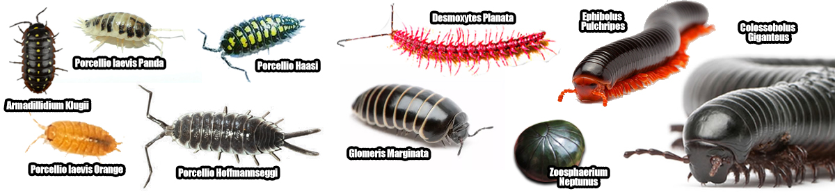 İsopod - Miliped