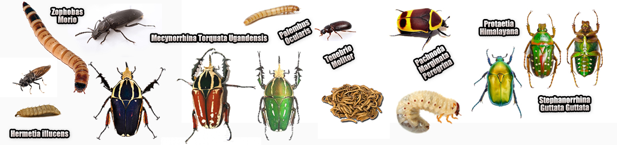 Larva ve Böcekler