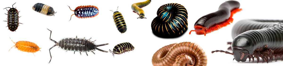 İsopod - Miliped
