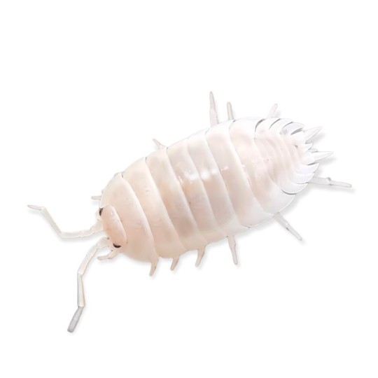 Porcellio Leavis ''White''