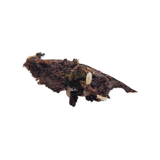 Trichorhina Tomentosa