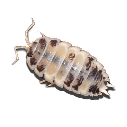 Porcellio Leavis Panda