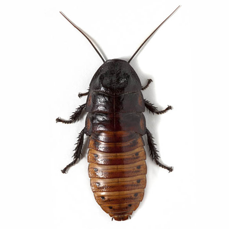 Gromphadorhina Portentosa