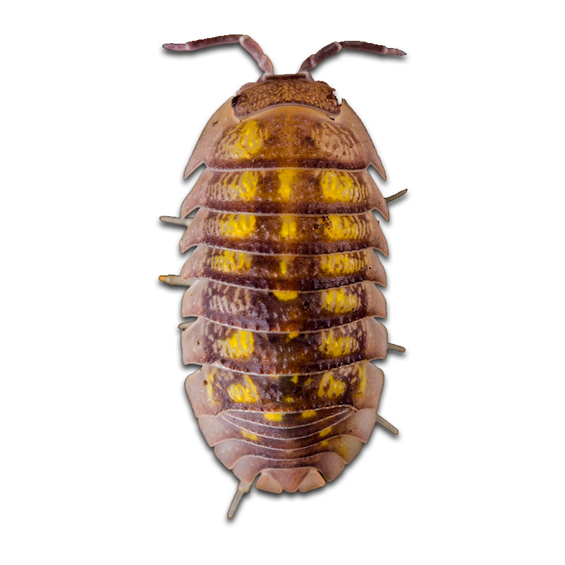 Armadillidium Granulatum "Lemon"
