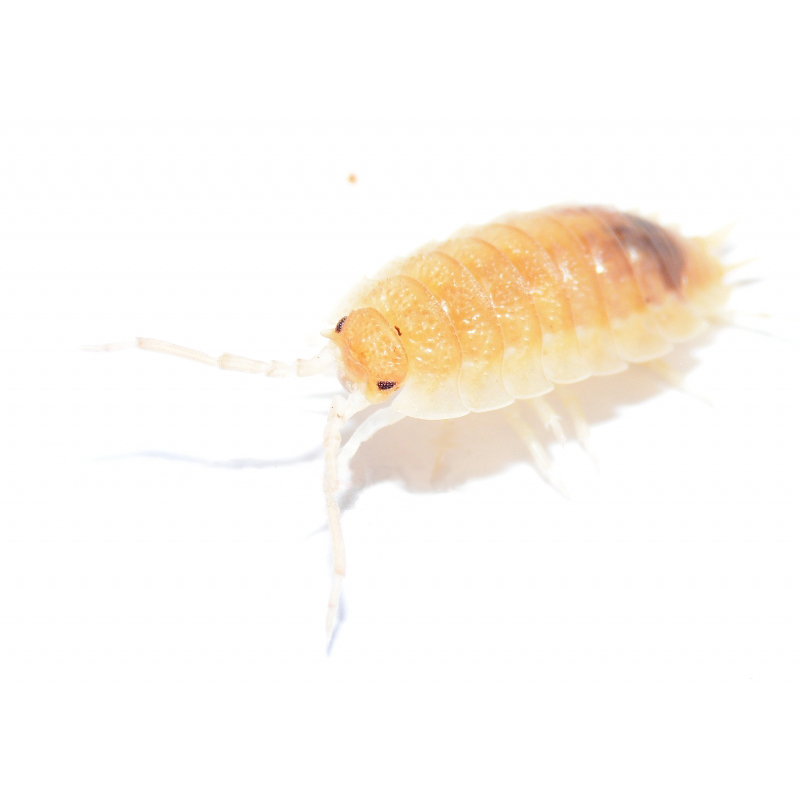 Porcellio Scraber Ghost