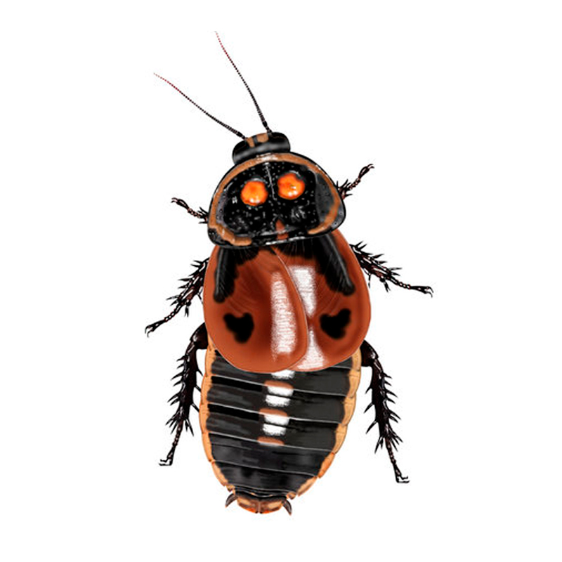 Lucihormetica Verrucosa Colombia