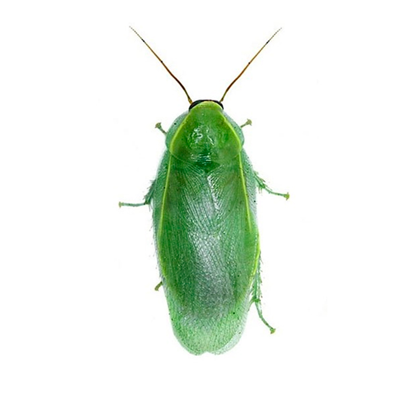 Panchlora Nivea