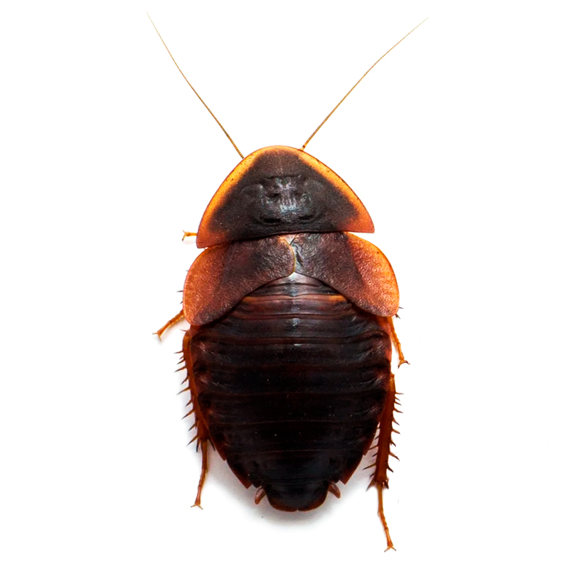 Hemiblabera Brunneri