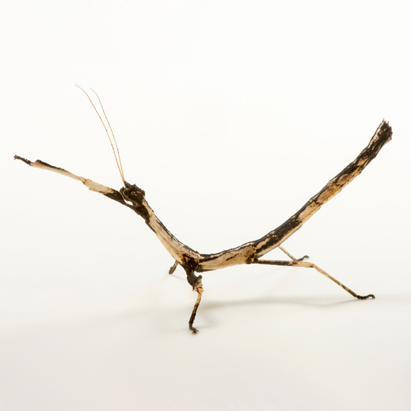 Mnesilochus Portentosus