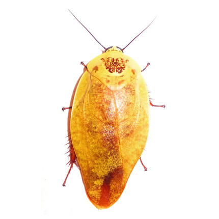 Gyna Lurida Yellow