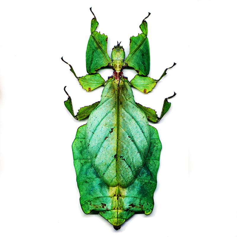 Phyllium Giganteum