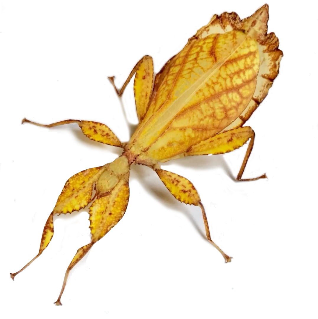 Phyllium Tobeloense Galela
